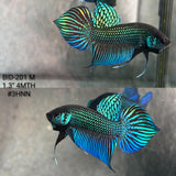 Live Male Betta Green Original Mahachai Wild Plakat (BID-201) High quality What you see What you get!!
