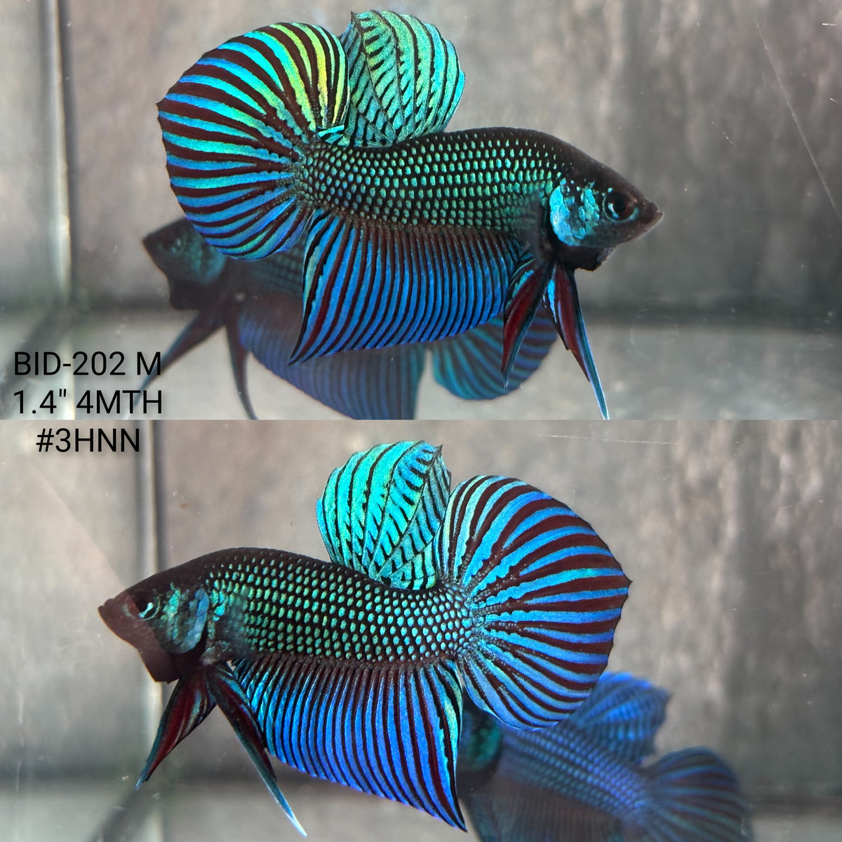 Live Male Betta Green Original Mahachai Wild Plakat (BID-202) High quality What you see What you get!!