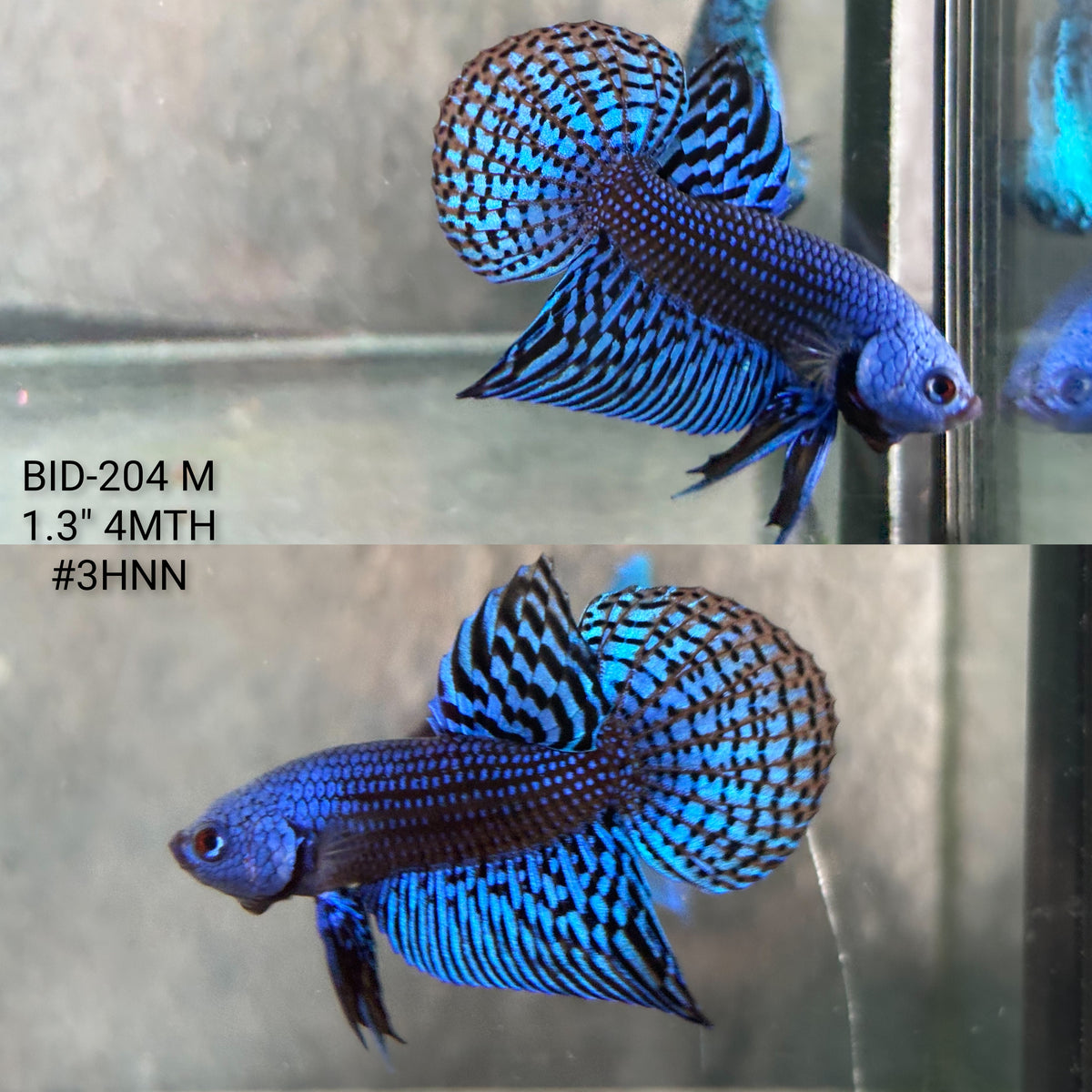 Live Male Betta Royal Blue Alien Hybrid Wild Plakat (BID-204) High quality What you see What you get!!