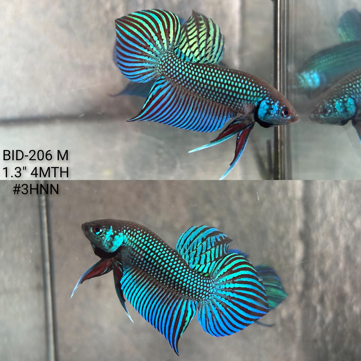 Live Male Betta Green Original Mahachai Wild Plakat (BID-206) High quality What you see What you get!!