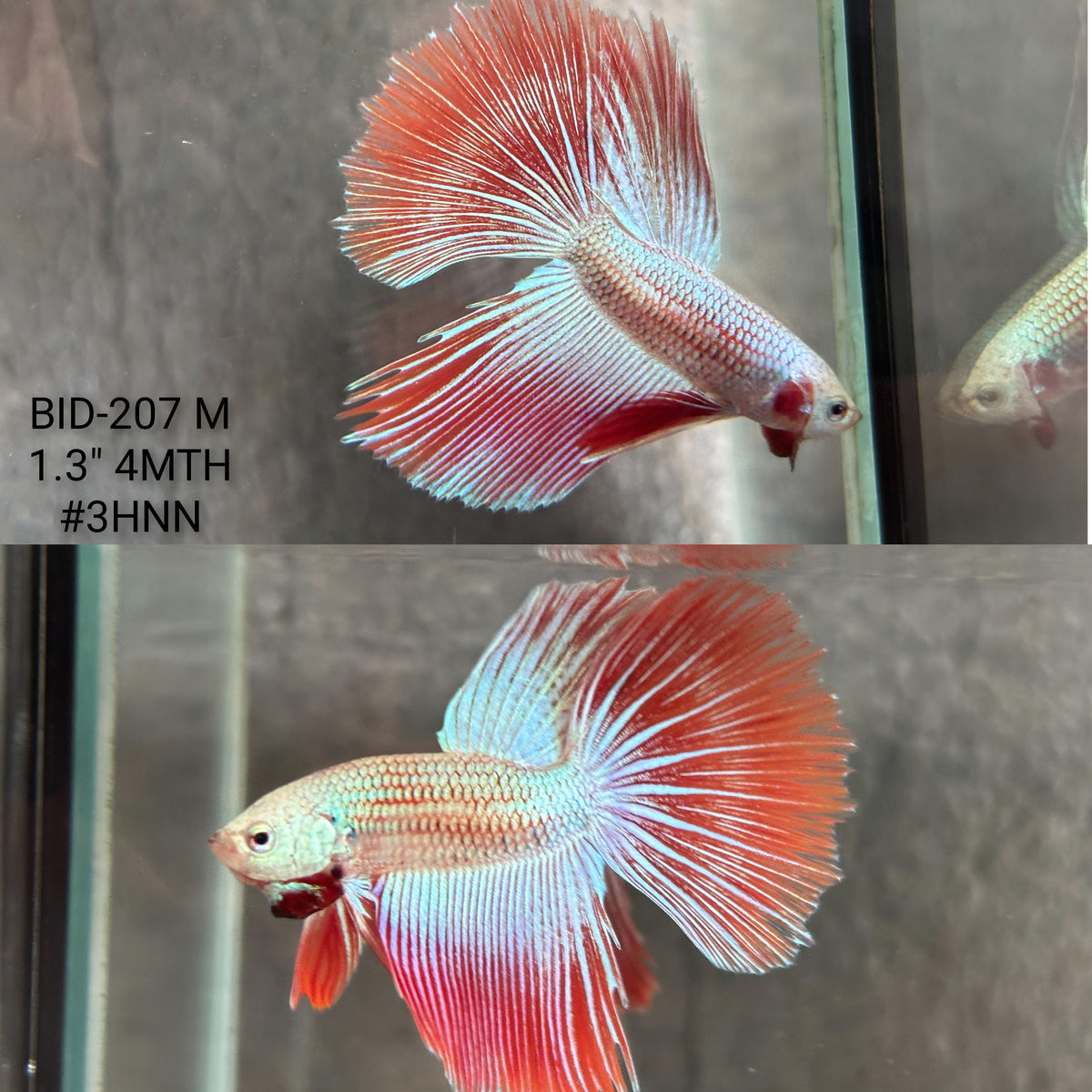 Live Male Betta Red Alien Hybrid Wild Long tail (BID-207) High quality What you see What you get!!