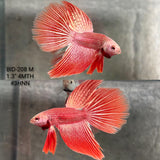 Live Male Betta Red Alien Hybrid Wild Long tail (BID-208) High quality What you see What you get!!