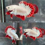 Live Male Betta Red Snow Dragon Plakat (TNK-A778) High quality What you see What you get!!