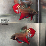 Live Male Betta Red Splendens Original Wild Plakat (BID-209) High quality What you see What you get!!