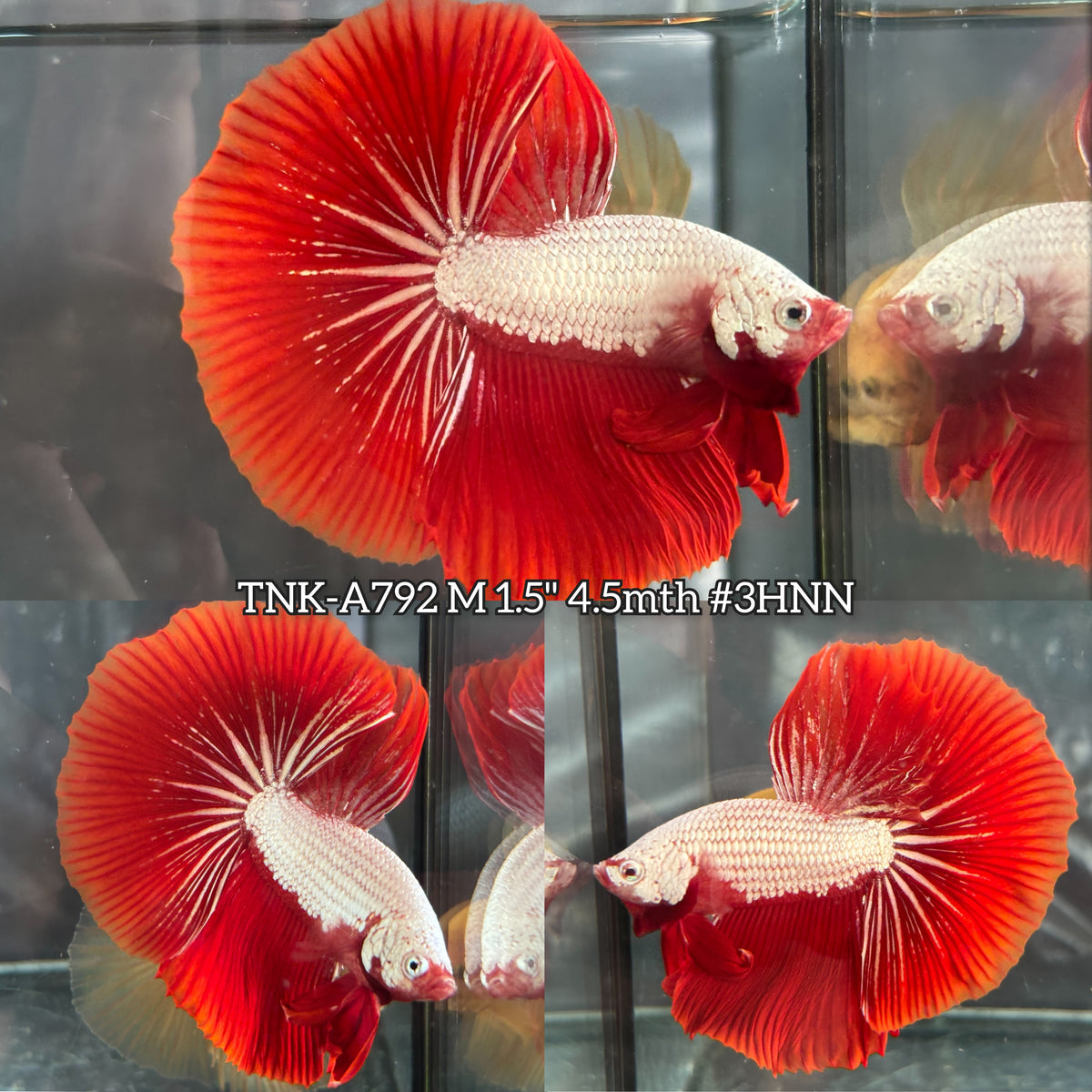 Live Male Betta Red Dragon Over Halfmoon (TNK-A792) High quality what you see what you get!!