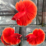 Live Male Betta Super Red Solid color Over Halfmoon (TNK-A793) High quality what you see what you get!!