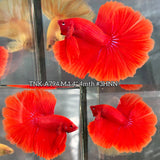 Live Male Betta Super Red Solid color Over Halfmoon (TNK-A794) High quality what you see what you get!!
