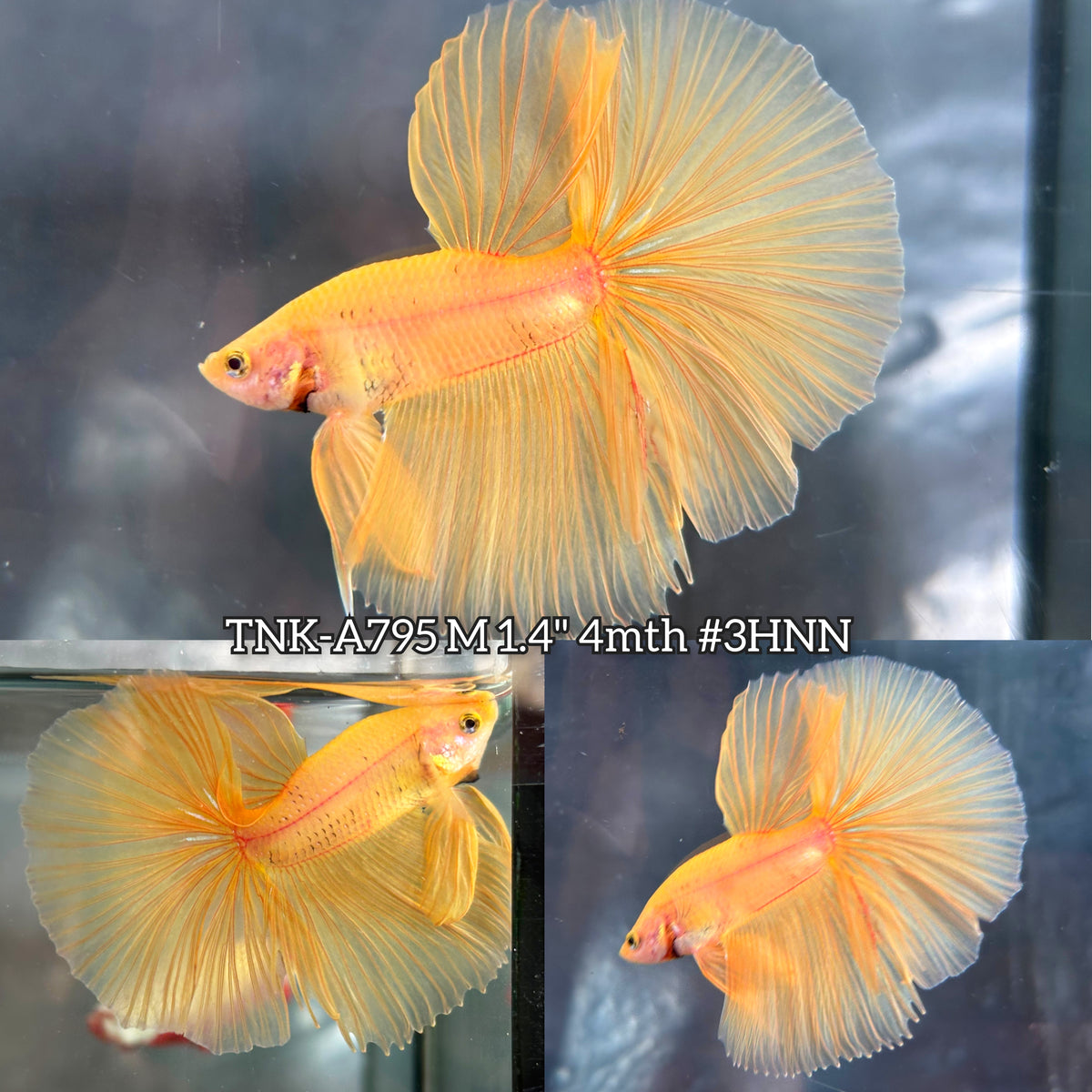 Live Male Betta Super Yellow Solid color Over Halfmoon (TNK-A795) High quality what you see what you get!!