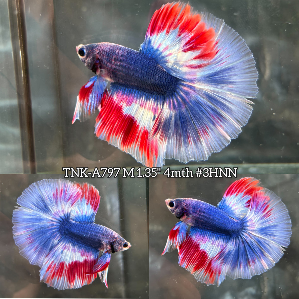 Live Male Betta Fancy Blue Red Thaiflag Halfmoon (TNK-A797) High quality what you see what you get!!