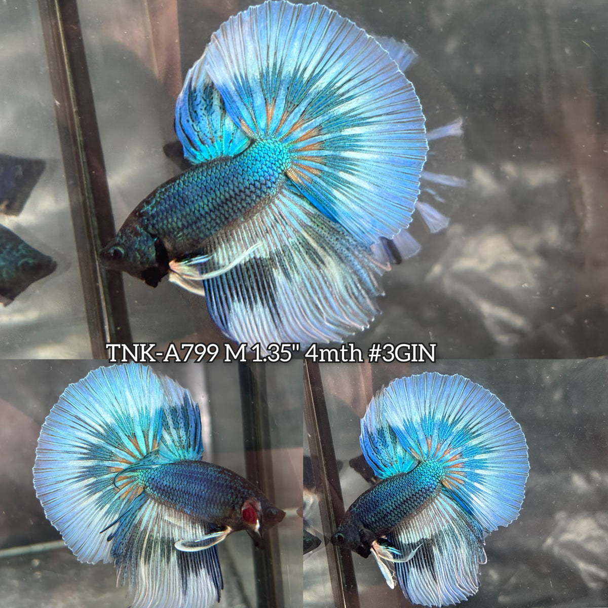 Live Male Betta Green Mustard Pattern Halfmoon (TNK-A799) High quality what you see what you get!!