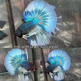 Live Male Betta Green Mustard Pattern Halfmoon (TNK-A799) High quality what you see what you get!!
