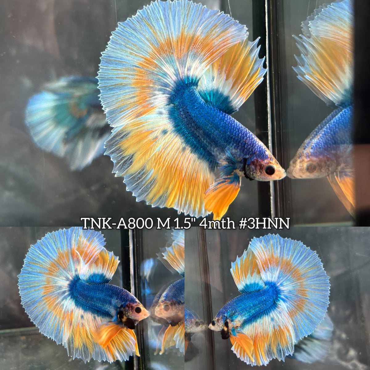 Live Male Betta Yellow Blue Mascot Over Halfmoon (TNK-A800) High quality what you see what you get!!