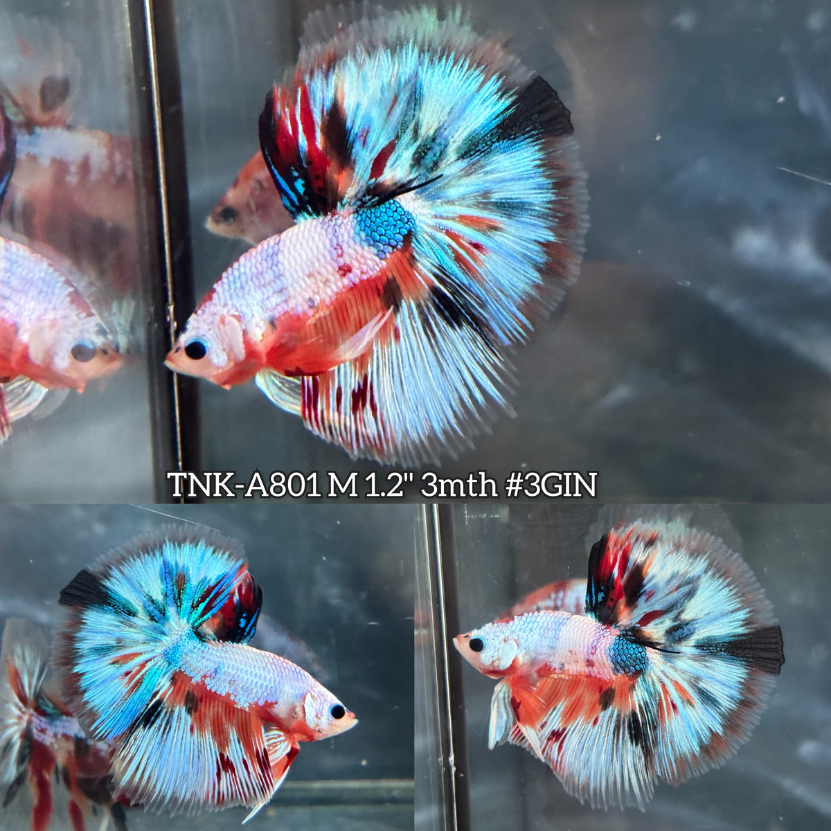 Live Male Betta Fancy Marble Over Halfmoon (TNK-A801) High quality what you see what you get!!