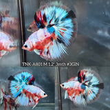 Live Male Betta Fancy Marble Over Halfmoon (TNK-A801) High quality what you see what you get!!