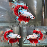 Live Male Betta Fancy Red Koi Halfmoon (TNK-A803) High quality what you see what you get!!