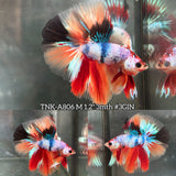 Live Male Betta Candy Nemo Halfmoon (TNK-A806) High quality what you see what you get!!