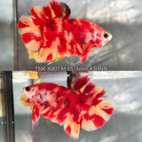 Live Male Betta Red Fire Nemo Plakat (TNK-A807) High quality what you see what you get!!