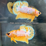 Live Male Betta Fancy Yellow Hellboy Plakat (TNK-A808) High quality what you see what you get!!