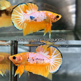 Live Male Betta Fancy Yellow Hellboy Plakat (TNK-A809) High quality what you see what you get!!