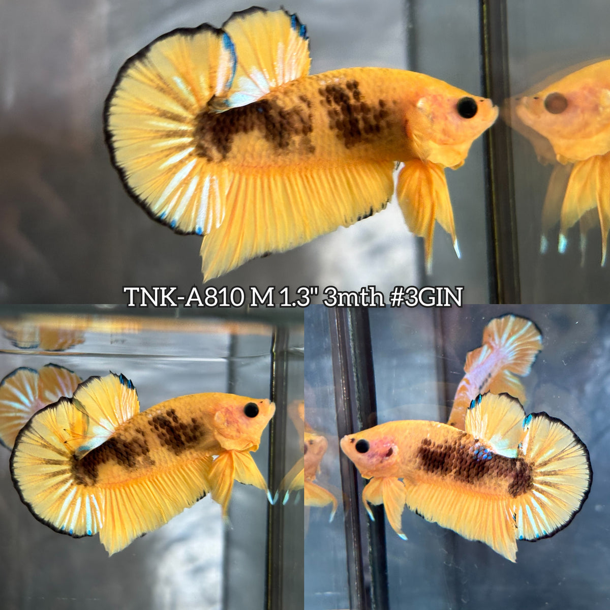Live Male Betta Fancy Yellow Hellboy Plakat (TNK-A810) High quality what you see what you get!!