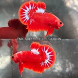 Live Male Betta Fancy Red Hellboy Startail Plakat (TNK-A812) High quality what you see what you get!!
