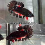 Live Male Betta Black Galaxy Avatar Plakat (TNK-A813) High quality what you see what you get!!
