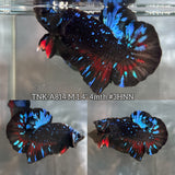 Live Male Betta Black Galaxy Avatar Plakat (TNK-A814) High quality what you see what you get!!