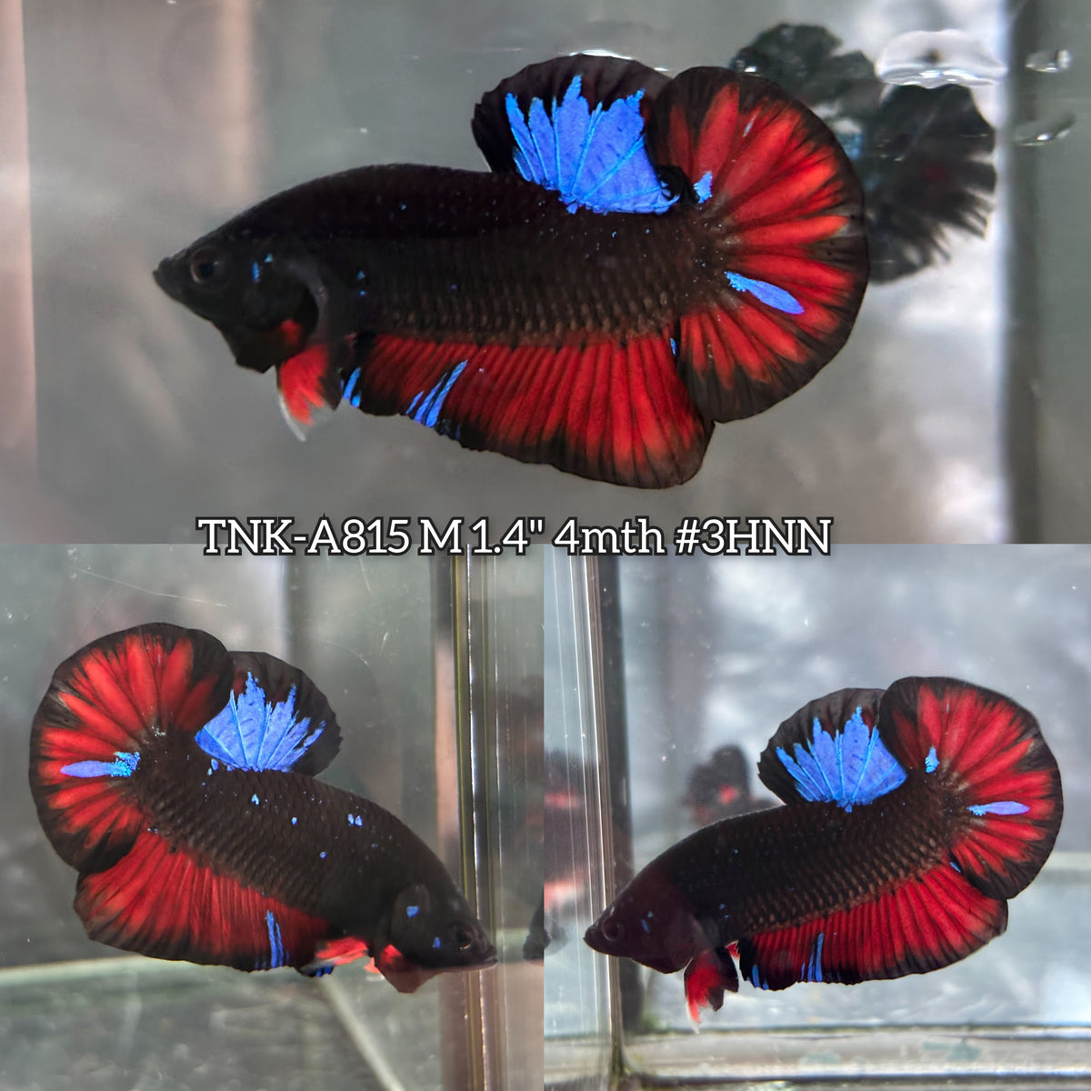 Live Male Betta Black Red Galaxy Koi Plakat (TNK-A815) High quality what you see what you get!!