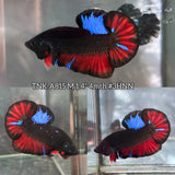 Live Male Betta Black Red Galaxy Koi Plakat (TNK-A815) High quality what you see what you get!!