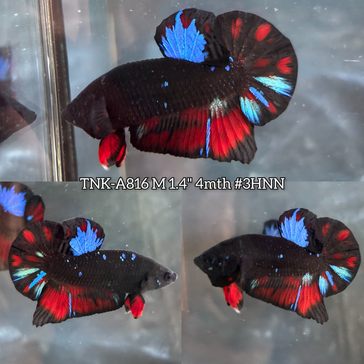 Live Male Betta Black Galaxy Avatar Plakat (TNK-A816) High quality what you see what you get!!