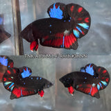 Live Male Betta Black Galaxy Avatar Plakat (TNK-A816) High quality what you see what you get!!