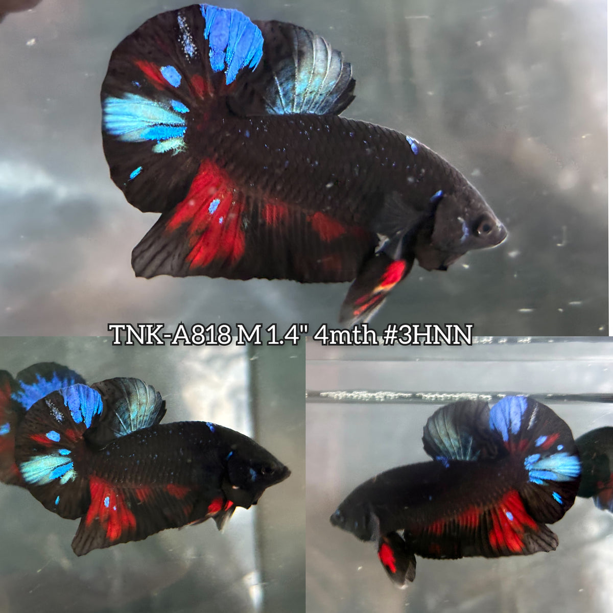 Live Male Betta Black Galaxy Avatar Plakat (TNK-A818) High quality what you see what you get!!