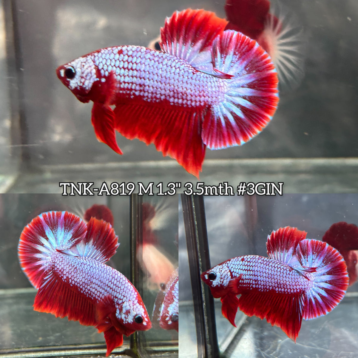 Live Male Betta Fancy Red Hellboy Plakat (TNK-A819) High quality what you see what you get!!