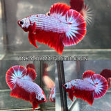 Live Male Betta Fancy Red Hellboy Plakat (TNK-A819) High quality what you see what you get!!