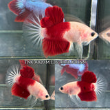 Live Male Betta Classic Red Marking Koi Plakat (TNK-A820) High quality what you see what you get!!