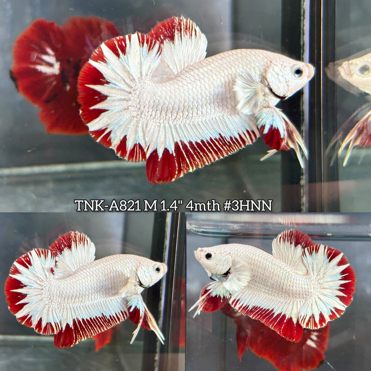 Live Male Betta Red Snow Dragon Plakat (TNK-A821) High quality what you see what you get!!