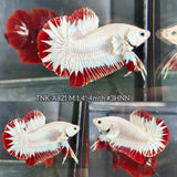 Live Male Betta Red Snow Dragon Plakat (TNK-A821) High quality what you see what you get!!