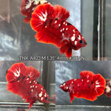 Live Male Betta Red Galaxy Stardust Plakat (TNK-A823) High quality what you see what you get!!