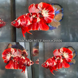Live Male Betta Red Galaxy Stardust Plakat (TNK-A826) High quality what you see what you get!!