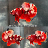 Live Male Betta Red Galaxy Stardust Plakat (TNK-A827) High quality what you see what you get!!