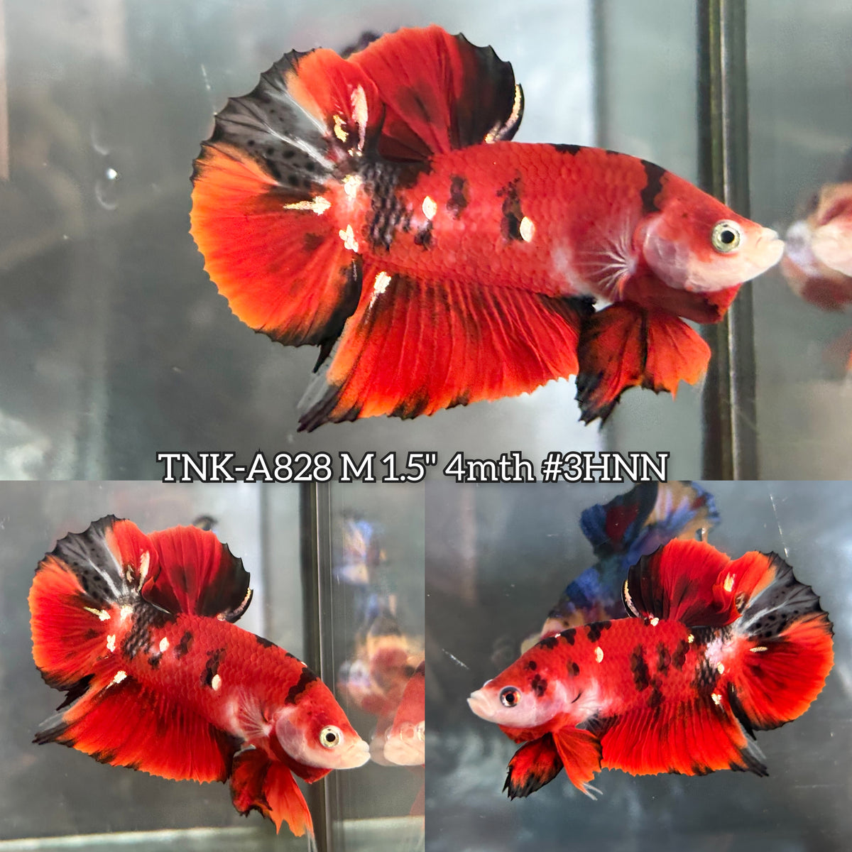 Live Male Betta Red Galaxy Koi Plakat (TNK-A828) High quality what you see what you get!!