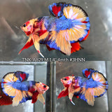 Live Male Betta Galaxy Nemo Bigtail Plakat (TNK-A829) High quality what you see what you get!!