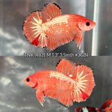 Live Male Betta Fancy Orange Vanda Hellboy Plakat (TNK-A831) High quality what you see what you get!!