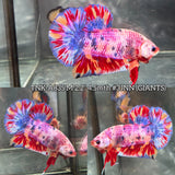 Live Male Betta Candy Sweet Multicolors Giants Plakat (TNK-A835) High quality what you see what you get!!