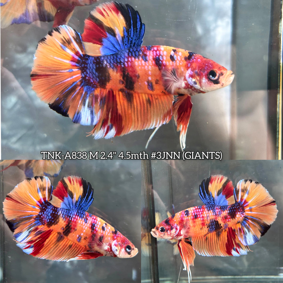 Live Male Betta Candy Nemo Metallic Giants Plakat (TNK-A838) High quality what you see what you get!!