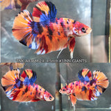 Live Male Betta Candy Nemo Metallic Giants Plakat (TNK-A838) High quality what you see what you get!!