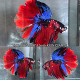 Live Male Betta Red Galaxy Koi Giants Halfmoon (TNK-A840) High quality what you see what you get!!