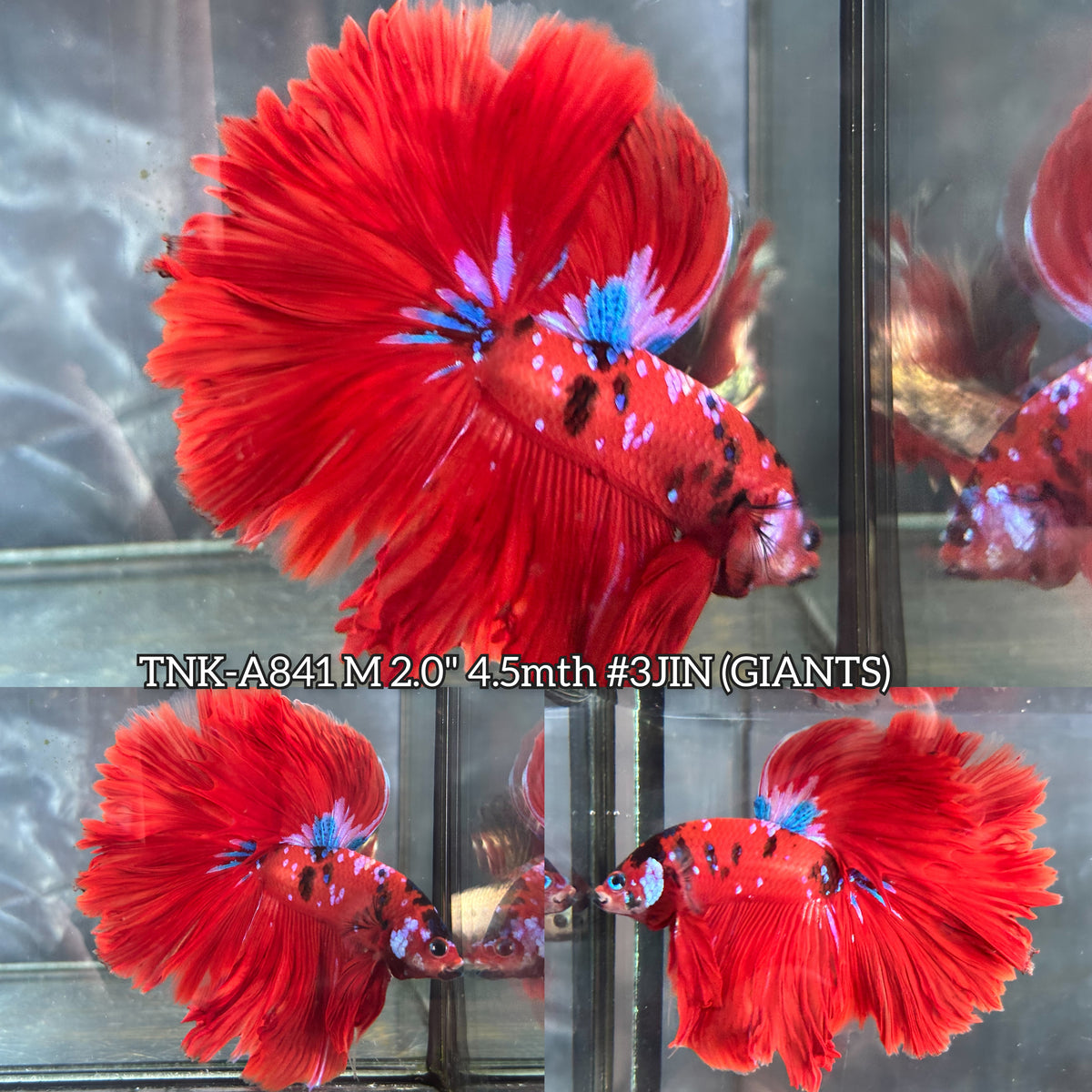 Live Male Betta Red Galaxy Koi Giants Over Halfmoon (TNK-A841) High quality what you see what you get!!