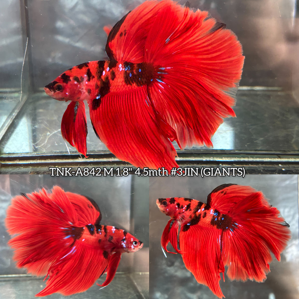 Live Male Betta Red Black Galaxy Koi Giants Halfmoon (TNK-A842) High quality what you see what you get!!