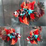 Live Male Betta Nemo Galaxy Halfmoon (TNK-A844) High quality what you see what you get!!